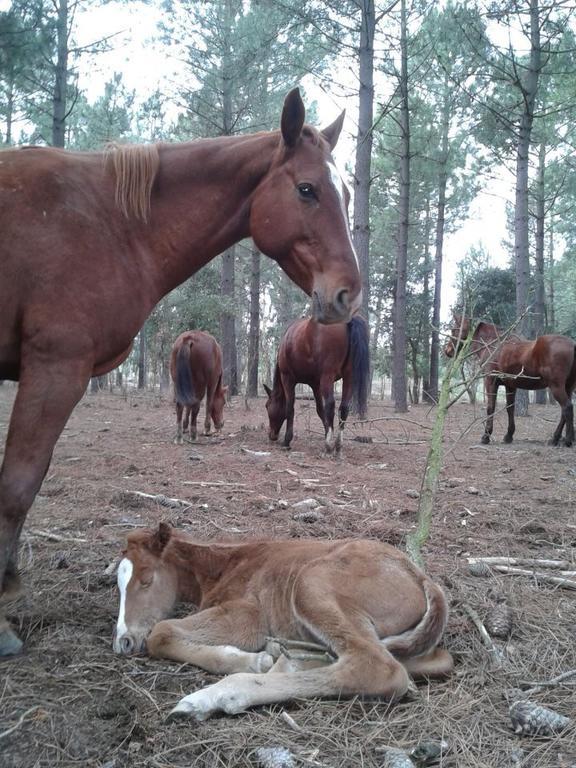 Residential Horse Club Costa Brava Albergue Santa Cristina d'Aro Exterior foto